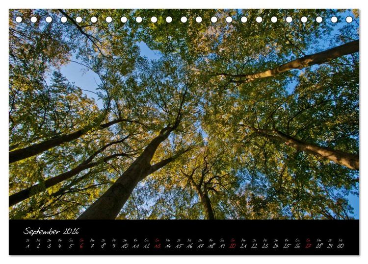 Produktbild: Wald (Tischkalender 2026 DIN A5 quer), CALVENDO Monatskalender