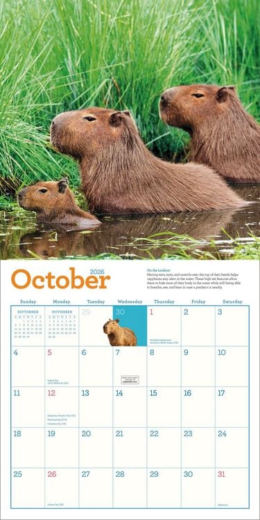 Produktbild: Capybara Wall Calendar 2026