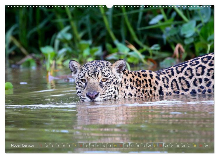 Produktbild: Jaguare im Pantanal (hochwertiger Premium Wandkalender 2026 DIN A2 quer), Kunstdruck in Hochglanz