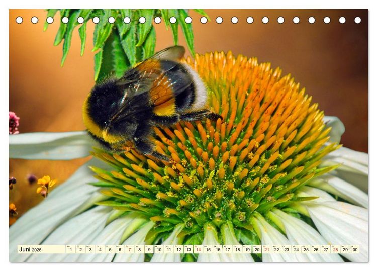 Produktbild: Farbenpracht der Insekten (Tischkalender 2026 DIN A5 quer), CALVENDO Monatskalender