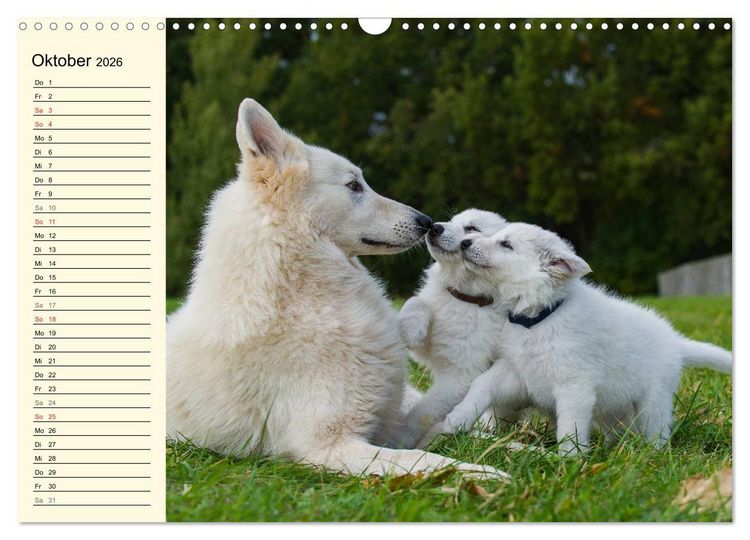 Produktbild: Wei&szlig;er Schweizer Sch&auml;ferhund - Ein Tag im Leben einer Hundefamilie (Wandkalender 2026 DIN A3 quer), CALVENDO Monatskalender
