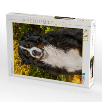 Produktbild: CALVENDO Puzzle Berner Sennenhund - Herbststimmung | 1000 Teile Lege-Gr&ouml;&szlig;e 64x48cm Foto-Puzzle f&uuml;r gl&uuml;ckliche Stunden