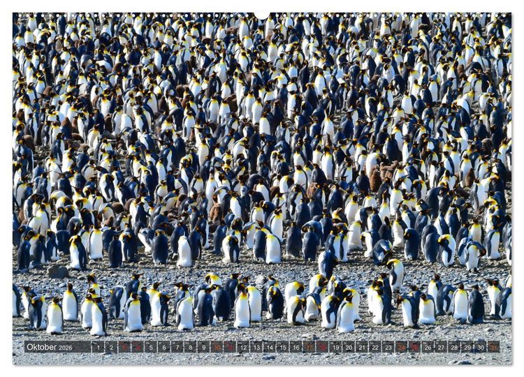 Produktbild: Tierparadies S&uuml;dpolarmeer (hochwertiger Premium Wandkalender 2026 DIN A2 quer), Kunstdruck in Hochglanz