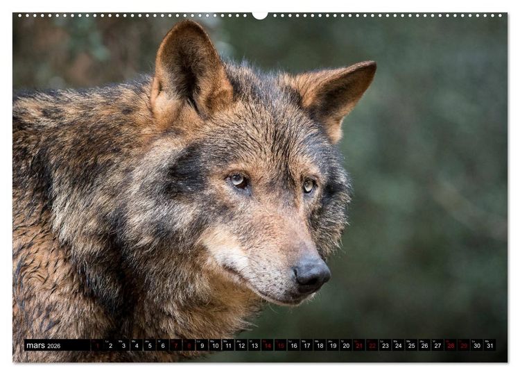 Produktbild: Le loup: l'esprit sauvage (Calendrier mural 2026 DIN A2 vertical) calendrier de bureau
