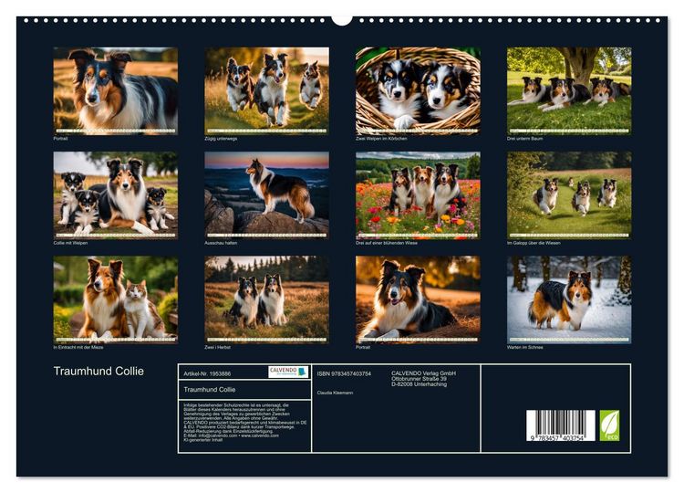 Produktbild: Traumhund Collie (hochwertiger Premium Wandkalender 2026 DIN A2 quer), Kunstdruck in Hochglanz