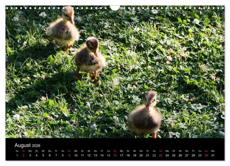 Produktbild: Laufentenk&uuml;ken - Sunny (Wandkalender 2026 DIN A3 quer), CALVENDO Monatskalender
