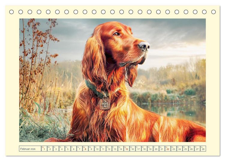 Produktbild: Irish Red Setter. Wo noble Eleganz auf Tatendrang trifft (Tischkalender 2026 DIN A5 quer), CALVENDO Monatskalender