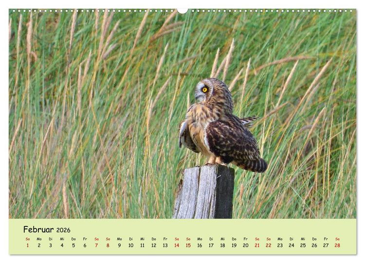 Produktbild: Faszination Zugv&ouml;gel - Rekorde in der Vogelwelt (Wandkalender 2026 DIN A2 quer), CALVENDO Monatskalender