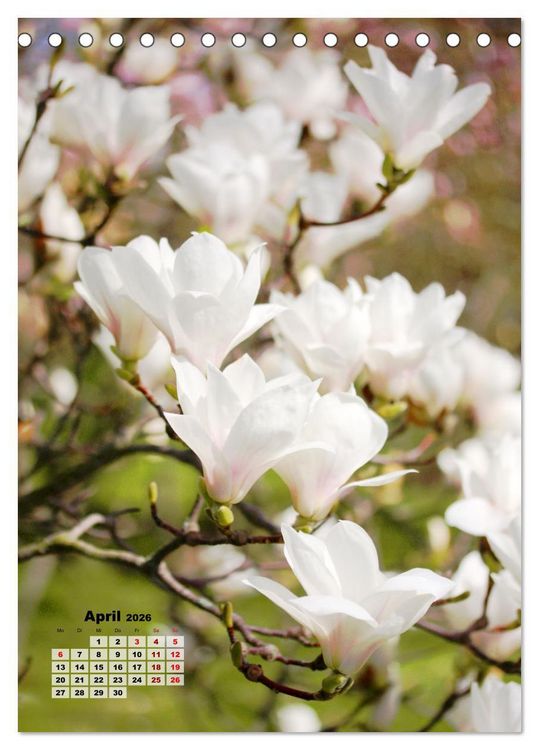 Produktbild: Magnolien Ein Fr&uuml;hlingstraum (Tischkalender 2026 DIN A5 hoch), CALVENDO Monatskalender