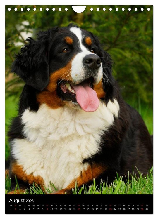 Produktbild: Berner Sennenhund 2026 (Wandkalender 2026 DIN A4 hoch), CALVENDO Monatskalender