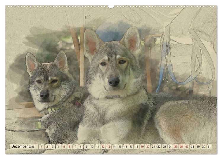Produktbild: Schlittenhunde 2026 (Wandkalender 2026 DIN A2 quer), CALVENDO Monatskalender