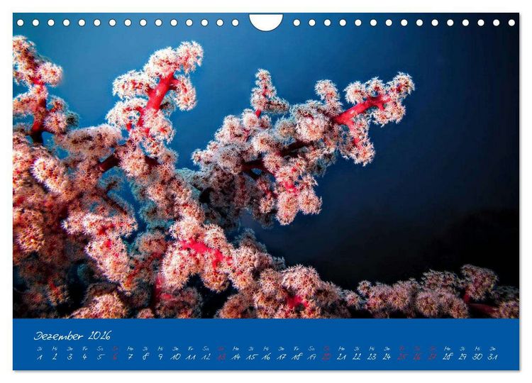 Produktbild: Meer sehen - Abenteuer Tauchen (Wandkalender 2026 DIN A4 quer), CALVENDO Monatskalender