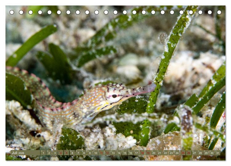 Produktbild: Tauchen, Fische und Meer (Tischkalender 2026 DIN A5 quer), CALVENDO Monatskalender