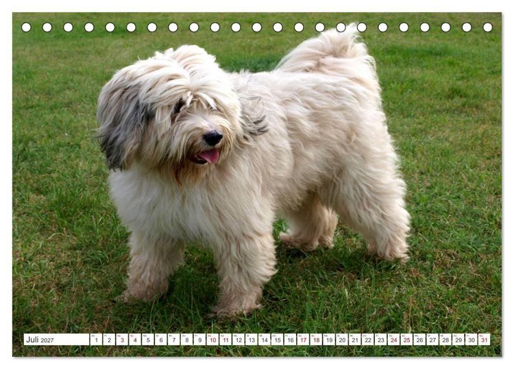 Produktbild: Tibet-Terrier - Eine Hunderasse mit Charakter (Tischkalender 2027 DIN A5 quer), CALVENDO Monatskalender