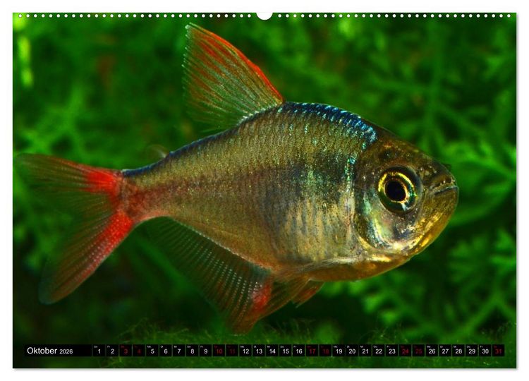 Produktbild: Beliebte Fische der Welt (Wandkalender 2026 DIN A2 quer), CALVENDO Monatskalender