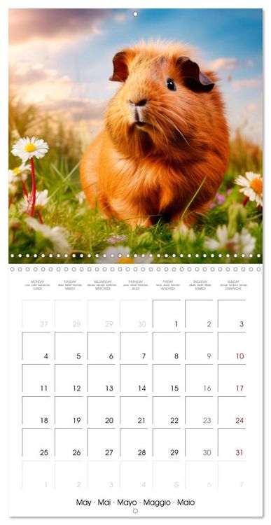 Produktbild: Sweet GUINEA PIGS (Wall Calendar 2026 12 &times; 12 Inch) CALVENDO 12 Month Wall Calendar