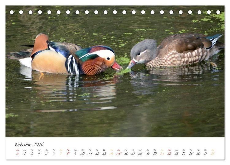 Produktbild: Mandarinenenten, die Liebe zur Natur (Tischkalender 2026 DIN A5 quer), CALVENDO Monatskalender