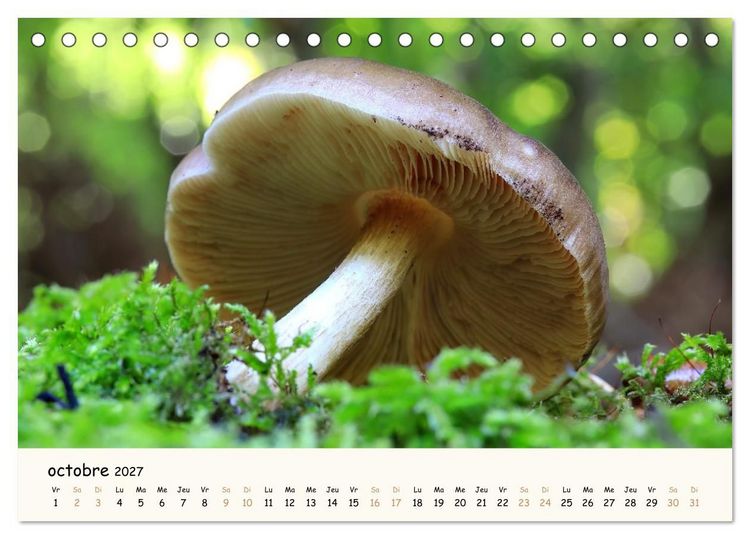 Produktbild: Champignons magiques (Calendrier de bureau 2027 DIN A5 vertical), CALVENDO calendrier mensuel