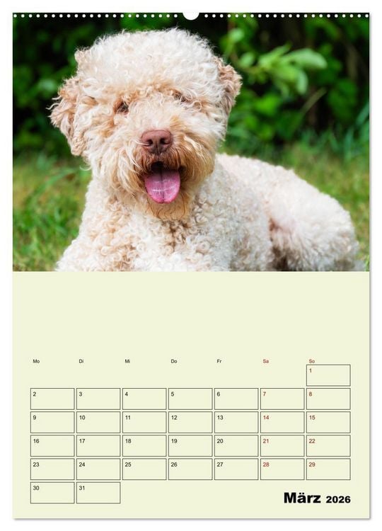Produktbild: Lagotto Romagnolo - Der Tr&uuml;ffelhund Italiens - Planer (Wandkalender 2026 DIN A2 hoch), CALVENDO Monatskalender