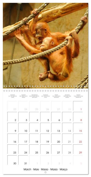 Produktbild: Orangutans Inhabitants of the rainforests (Wall Calendar 2026 12 &times; 12 Inch) CALVENDO 12 Month Wall Calendar