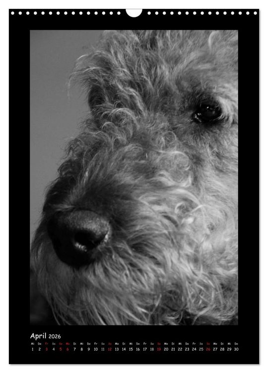 Produktbild: Der Airedale: Portraits eines "Dickkopfes" (Wandkalender 2026 DIN A3 hoch), CALVENDO Monatskalender