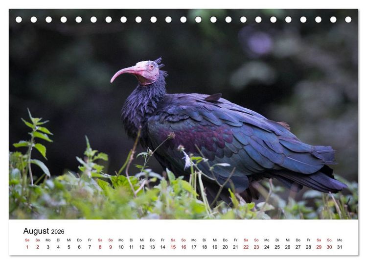 Produktbild: Der Waldrapp - Ein skurriler Vogel (Tischkalender 2026 DIN A5 quer), CALVENDO Monatskalender