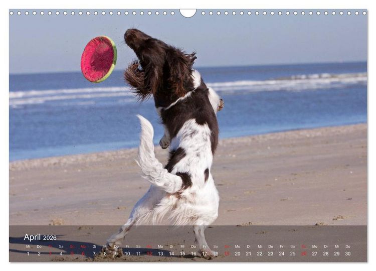 Produktbild: Kleiner M&uuml;nsterl&auml;nder Vorstehhund (Wandkalender 2026 DIN A3 quer), CALVENDO Monatskalender