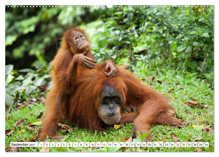 Produktbild: Orang-Utans - Menschen des Regenwaldes (Wandkalender 2027 DIN A2 quer), CALVENDO Monatskalender