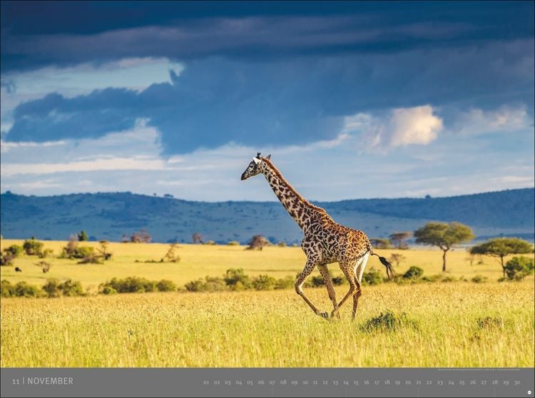 Produktbild: Afrika - Edition Alexander von Humboldt Kalender 2027