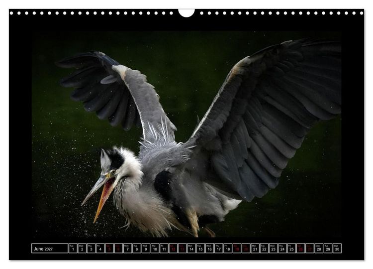 Produktbild: The heron parade (Wall Calendar 2027 DIN A3 landscape), CALVENDO 12 Month Wall Calendar