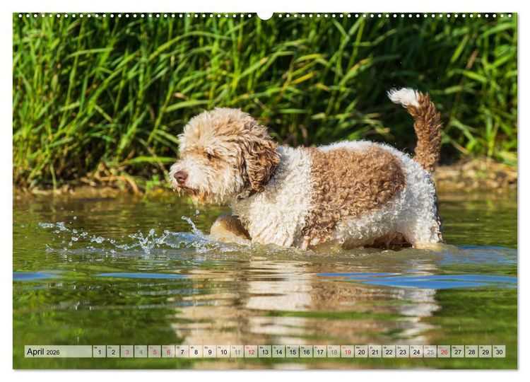 Produktbild: Lagotto Romagnolo - Ein Hund zum Verlieben (hochwertiger Premium Wandkalender 2026 DIN A2 quer), Kunstdruck in Hochglanz
