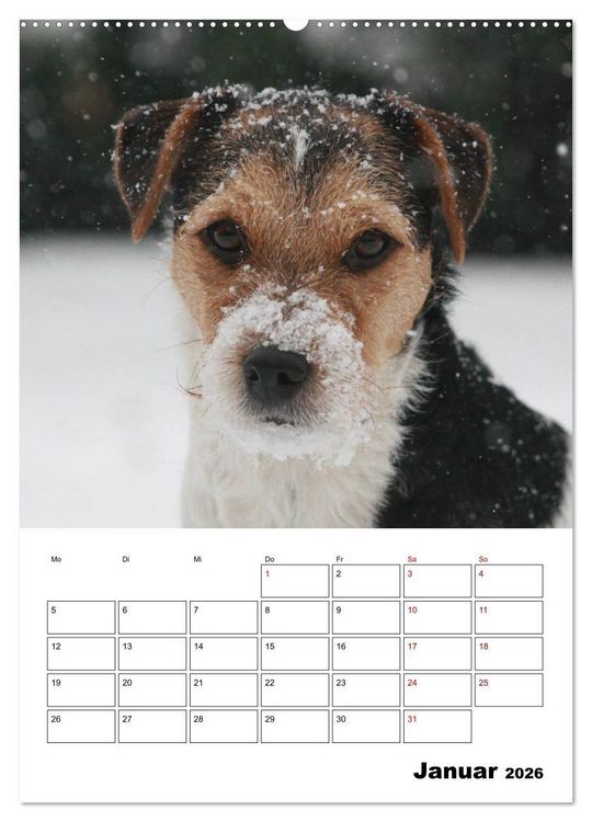 Produktbild: Tender Fellows - Parson Russell Terrier (Wandkalender 2026 DIN A2 hoch), CALVENDO Monatskalender