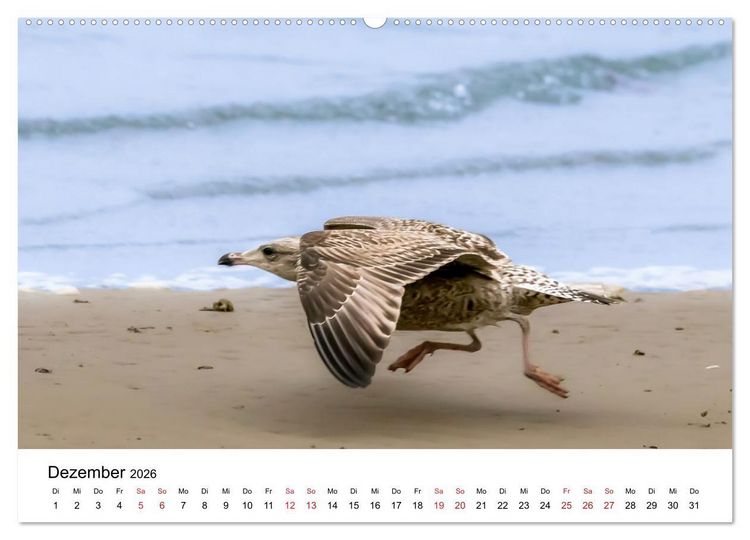 Produktbild: Wasserv&ouml;gel der Ostsee - Impressionen aus der L&uuml;becker Bucht (Wandkalender 2026 DIN A2 quer), CALVENDO Monatskalender