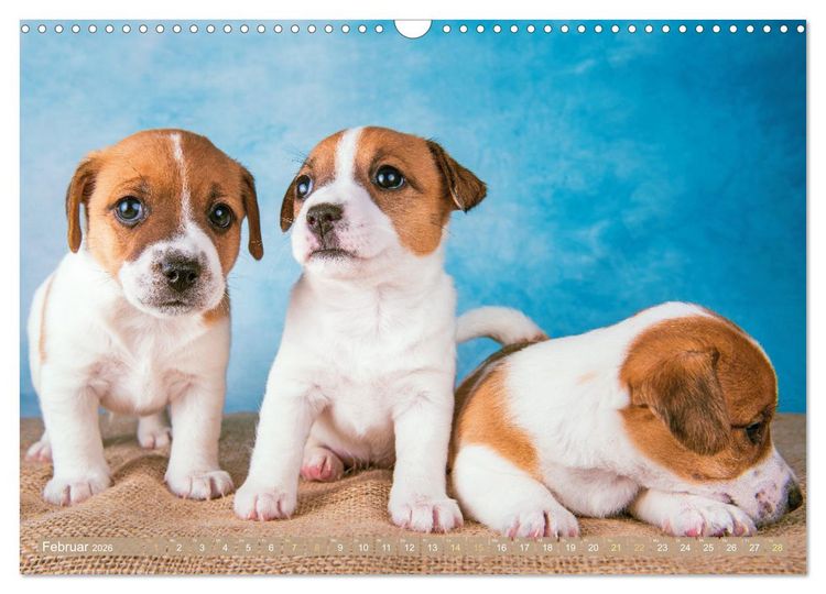 Produktbild: Jack Russell Terrier: flink und verspielt (Wandkalender 2026 DIN A3 quer), CALVENDO Monatskalender