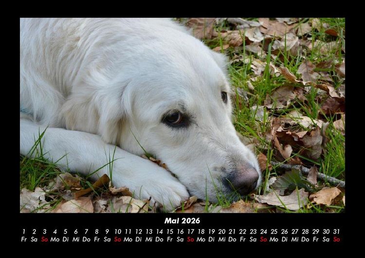 Produktbild: Hunde 2026 Fotokalender DIN A3