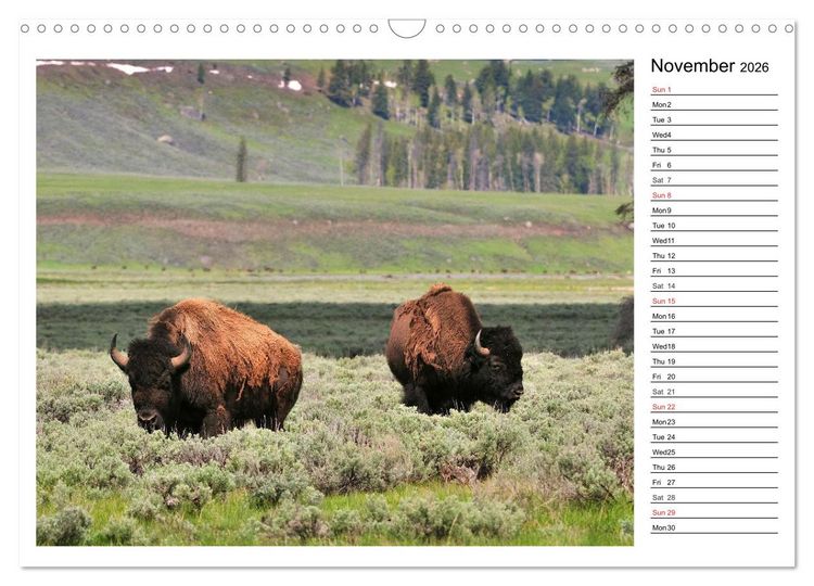 Produktbild: Bisons of North America (Wall Calendar 2026 DIN A3 landscape), CALVENDO 12 Month Wall Calendar