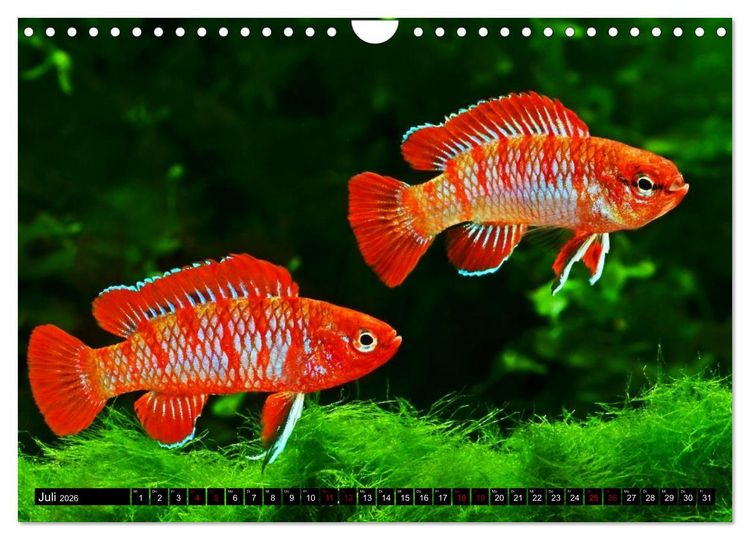Produktbild: Beliebte Fische der Welt (Wandkalender 2026 DIN A4 quer), CALVENDO Monatskalender