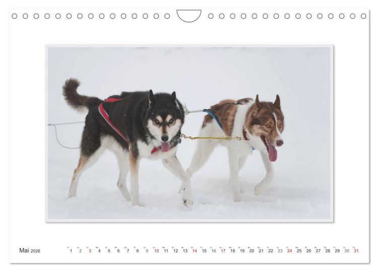 Produktbild: Emotionale Momente: The Art of Huskys. / CH-Version (Wandkalender 2026 DIN A4 quer), CALVENDO Monatskalender