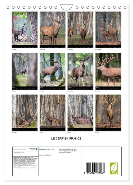 Produktbild: LE CERF EN FRANCE (Calendrier mural 2026 DIN A4 horizontal), CALVENDO calendrier mensuel