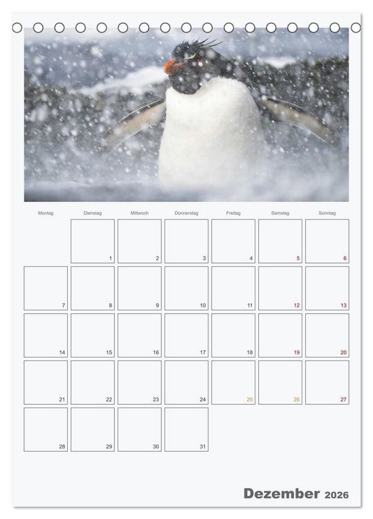 Produktbild: Alltag bei den Pinguinen auf Falkland (Tischkalender 2026 DIN A5 hoch), CALVENDO Monatskalender