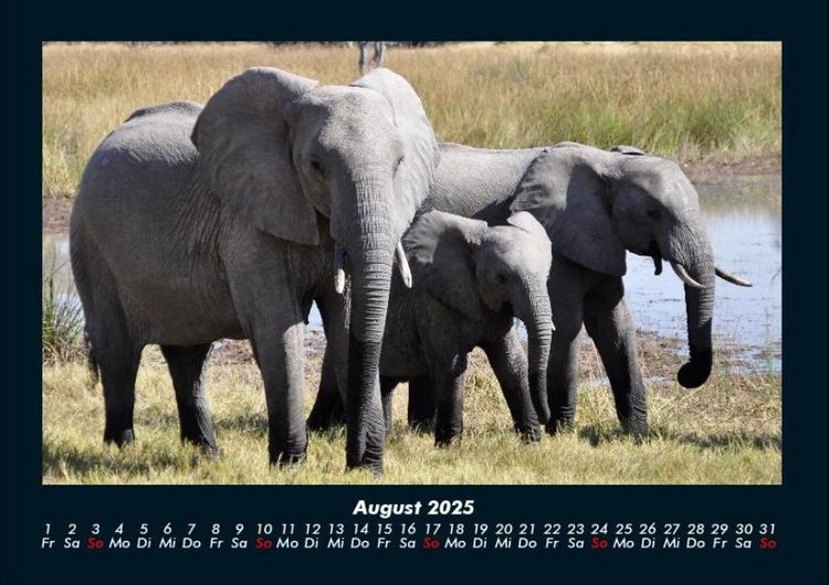 Produktbild: Elefanten - Die sanften Riesen Afrikas 2025 Fotokalender DIN A4