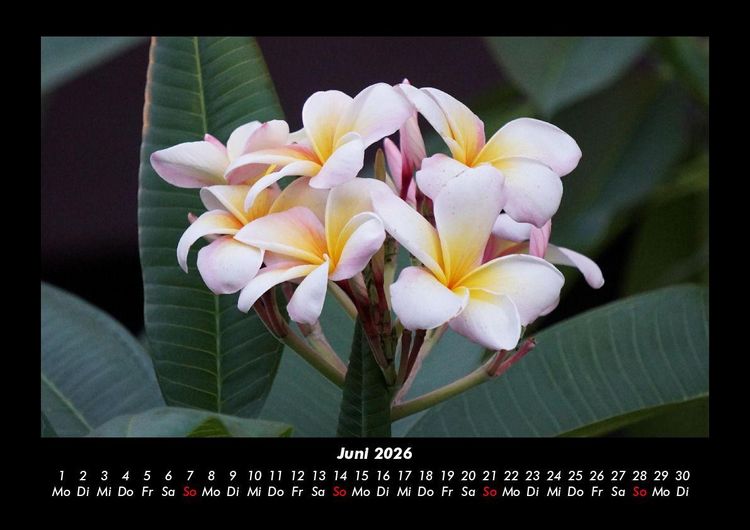Produktbild: Blumenzauber 2026 Fotokalender DIN A3