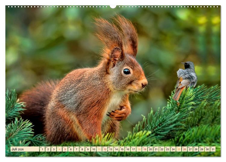 Produktbild: Eichh&ouml;rnchen - immer wieder s&uuml;&szlig; (Wandkalender 2026 DIN A2 quer), CALVENDO Monatskalender