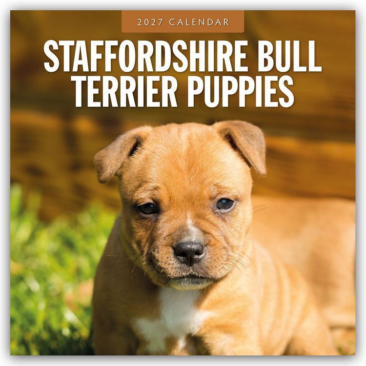 Produktbild: Staffordshire Bull Terrier Puppies &ndash; Staffordshire Bullterrier Welpen 2027 &ndash; 16-Monatskalender