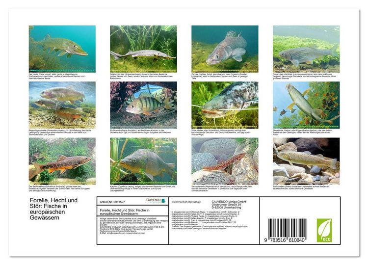 Produktbild: Forelle, Hecht und St&ouml;r: Fische in europ&auml;ischen Gew&auml;ssern (Wandkalender 2026 DIN A4 quer), CALVENDO Monatskalender