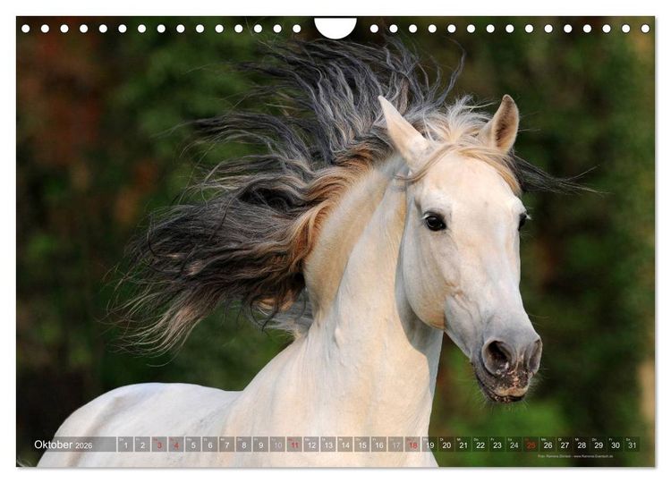 Produktbild: Edle spanische Pferde - Pura Raza Espanola (Wandkalender 2026 DIN A4 quer), CALVENDO Monatskalender