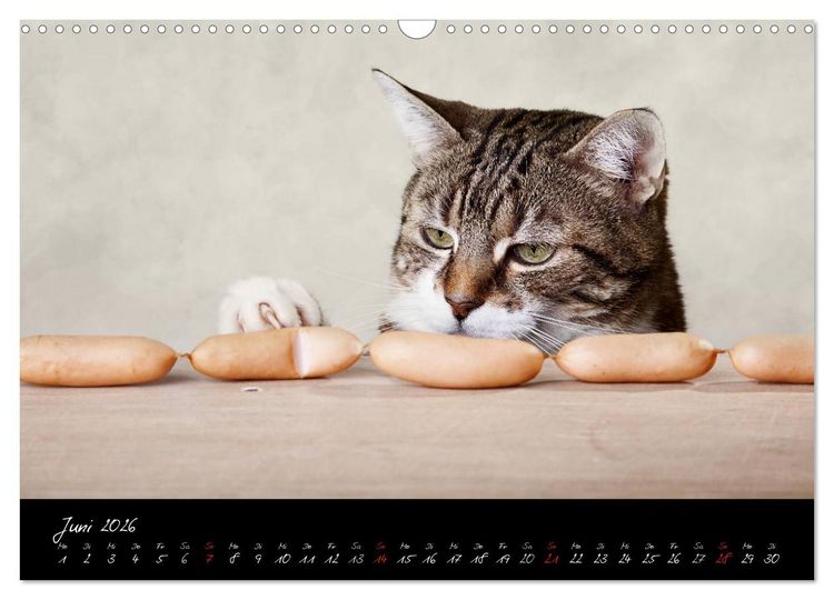 Produktbild: Katzen 2026 (Wandkalender 2026 DIN A3 quer), CALVENDO Monatskalender