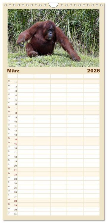 Produktbild: Familienplaner 2026 - Waldmenschen - Orang Utans auf Borneo mit 5 Spalten (Wandkalender, 21 x 45 cm) CALVENDO