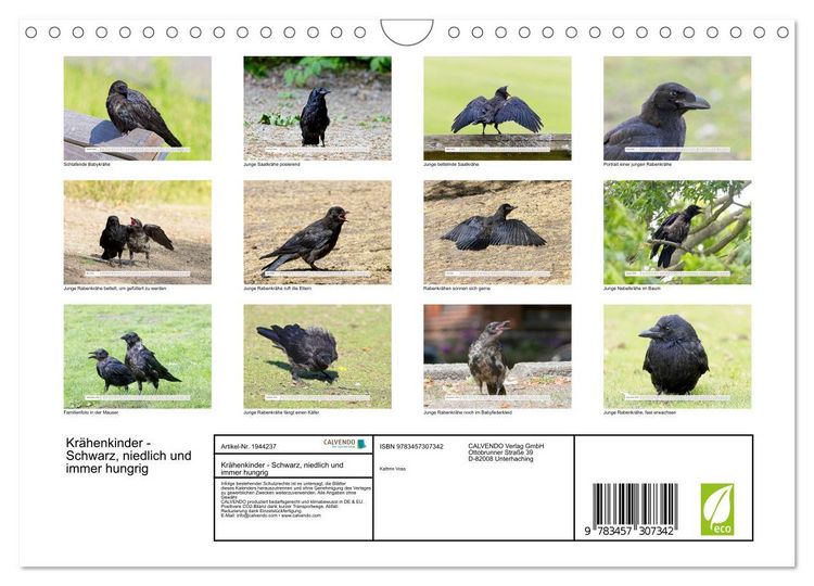 Produktbild: Kr&auml;henkinder - Schwarz, niedlich und immer hungrig (Wandkalender 2026 DIN A4 quer), CALVENDO Monatskalender