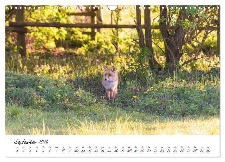 Produktbild: Fuchs entdeckt - im Naturparadies der Mecklenburgischen Seenplatte (Wandkalender 2026 DIN A3 quer), CALVENDO Monatskalender